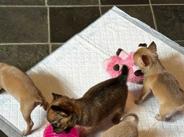 Chihuahua Puppies for sale