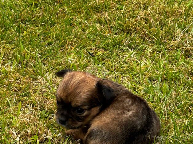 Toy Chihuahuas ready in 1 week for sale in Mansfield, East Ayrshire - Image 5