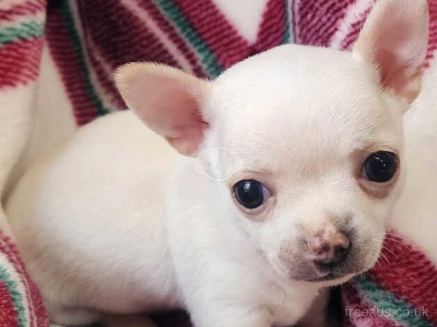 Trippled trained, loving Chihuahua puppies for sale in Bolton, Greater Manchester