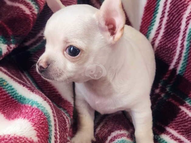 Chihuahuas for sale in Bolton, Greater Manchester