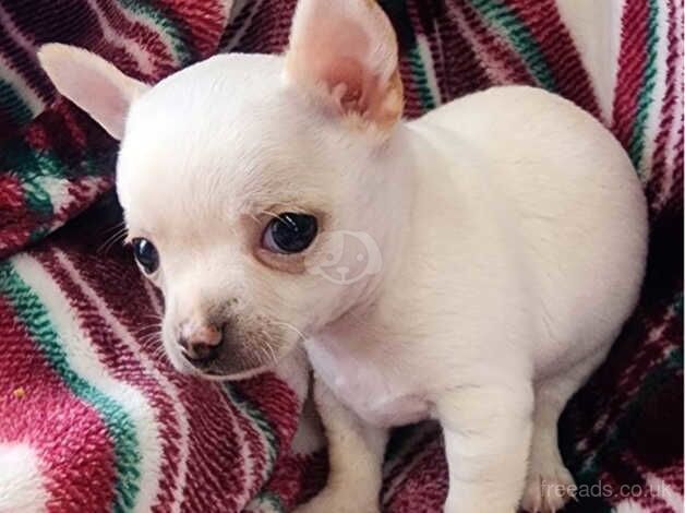 KC Registered Chihuahua Puppies for sale in Greater Manchester