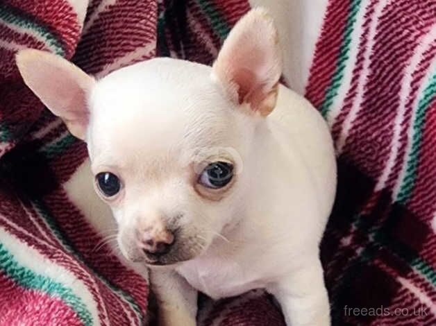 Chihuahua Puppies for sale