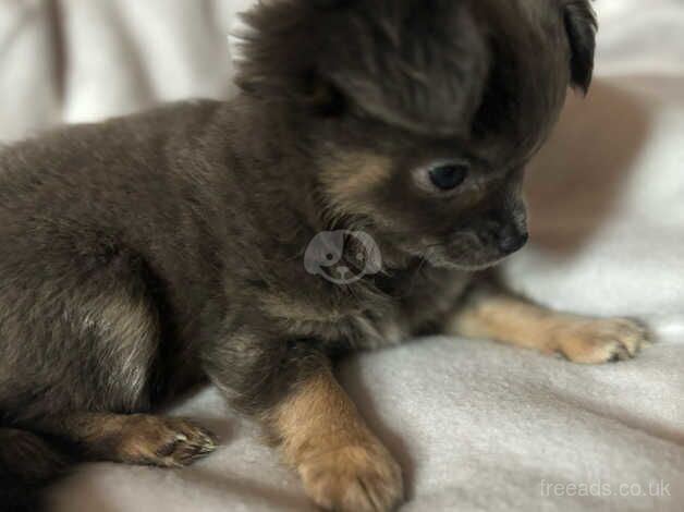 Two fantastic puppies . for sale in Northampton, Northamptonshire - Image 3