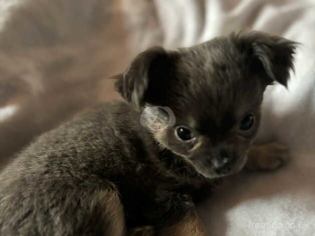 Two fantastic puppies . for sale in Northampton, Northamptonshire - Image 4