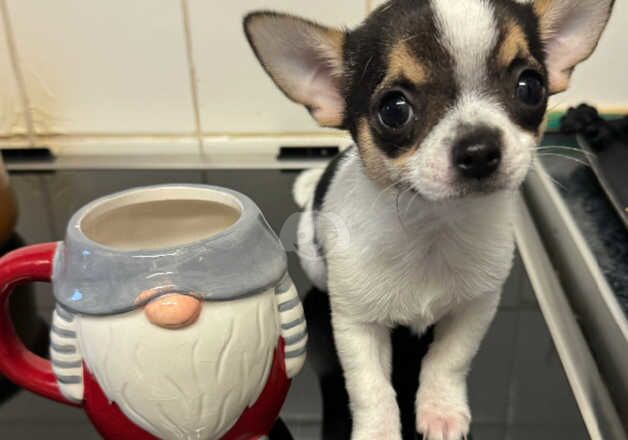 Two little tea cup chihuahuas left for sale in Godalming, Surrey - Image 1