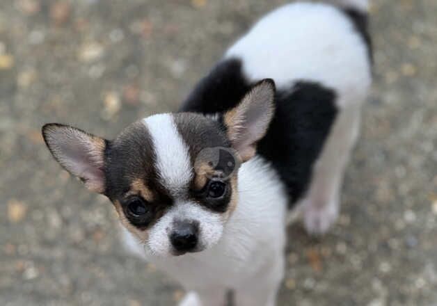 Two little tea cup chihuahuas left for sale in Godalming, Surrey - Image 3