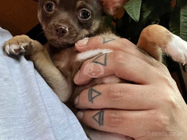 Very small pure breed chihuahua's 3 boys for sale in Brighton, East Sussex - Image 1