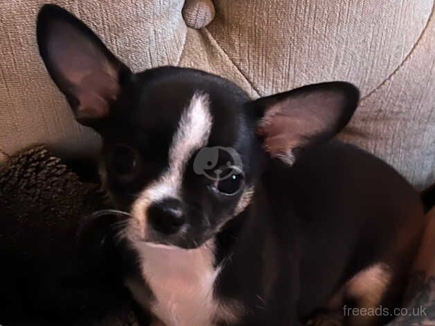 Very small pure breed chihuahua's 3 boys for sale in Brighton, East Sussex - Image 2