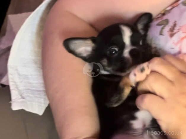 Chihuahua Puppies for sale