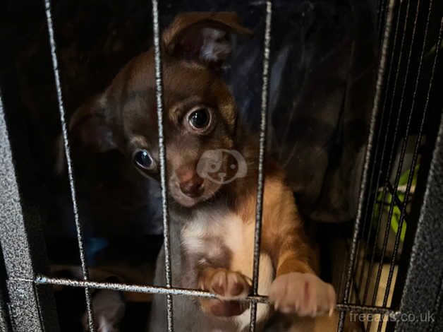 Very small pure breed chihuahua's 3 boys for sale in Brighton, East Sussex - Image 5