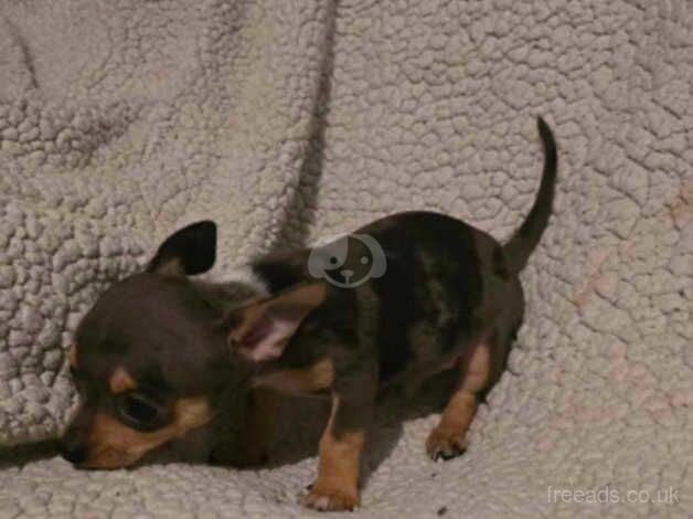 X2 male chihuahua puppies for sale in Didcot, Oxfordshire