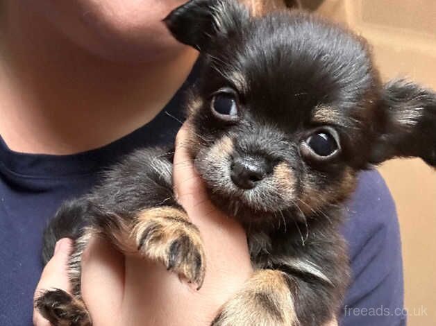 XS Chihuahua boy for sale in Keighley, West Yorkshire - Image 1