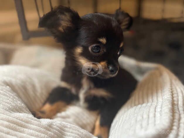 Chihuahuas for sale in Keighley, West Yorkshire