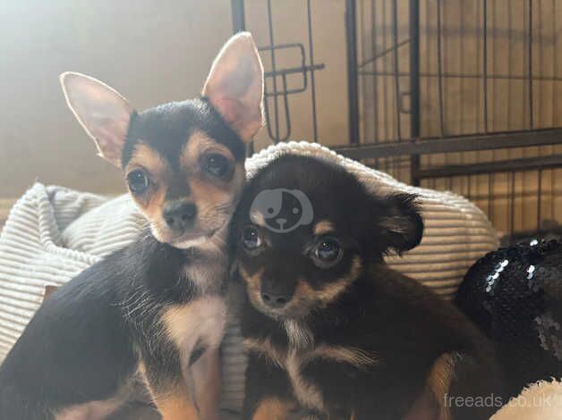 Chihuahua Puppies for sale in West Yorkshire