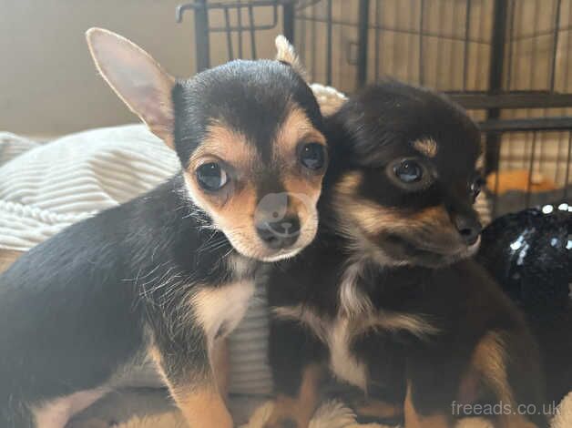 Chihuahua Puppies for sale