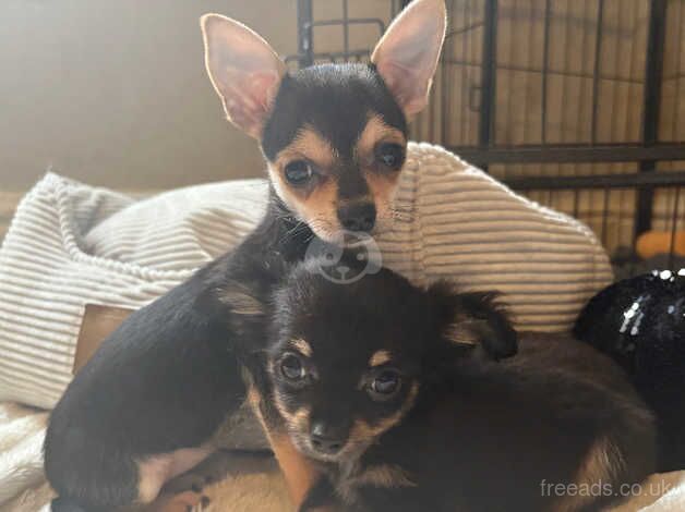 XS Chihuahua boy for sale in Keighley, West Yorkshire - Image 5