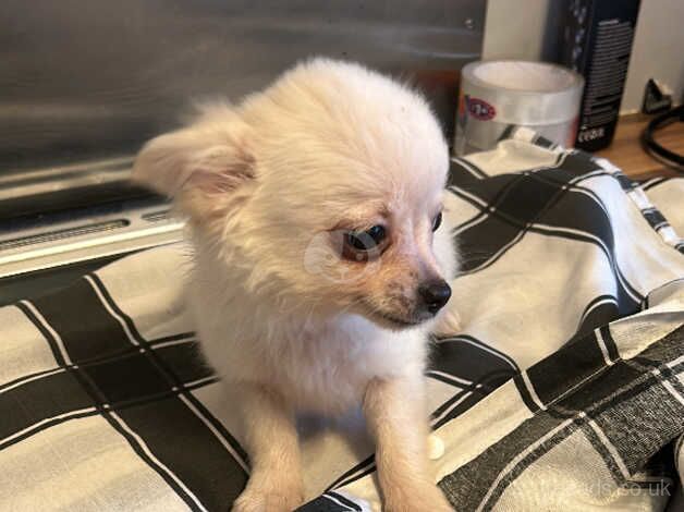 Yea cup chihuahua puppy ready now for sale in Swansea, Swansea