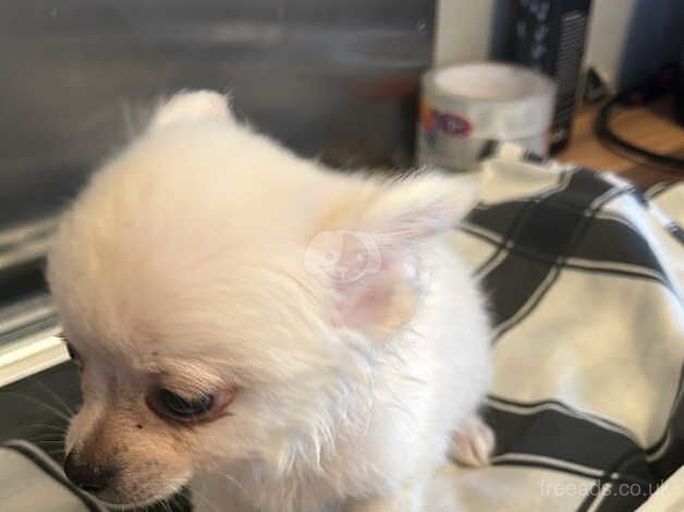 Yea cup chihuahua puppy ready now for sale in Swansea, Swansea - Image 2