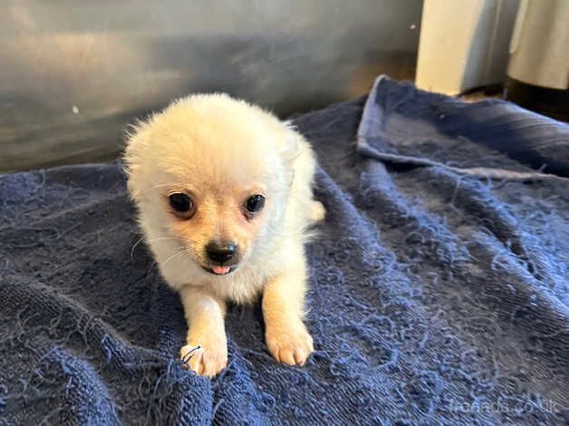 Yea cup chihuahua puppy ready now for sale in Swansea, Swansea - Image 4