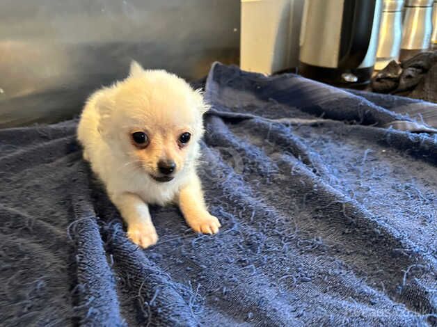 Yea cup chihuahua puppy ready now for sale in Swansea, Swansea - Image 5