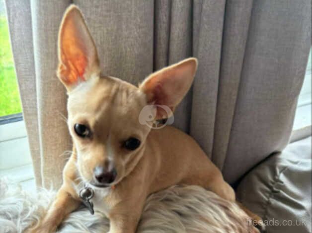 Chihuahua Puppies for sale in Cornwall